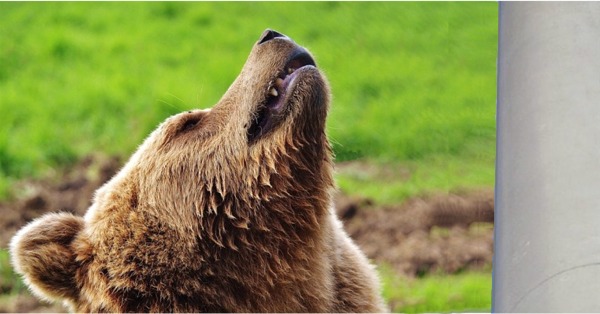 The Bear and the Flagpole